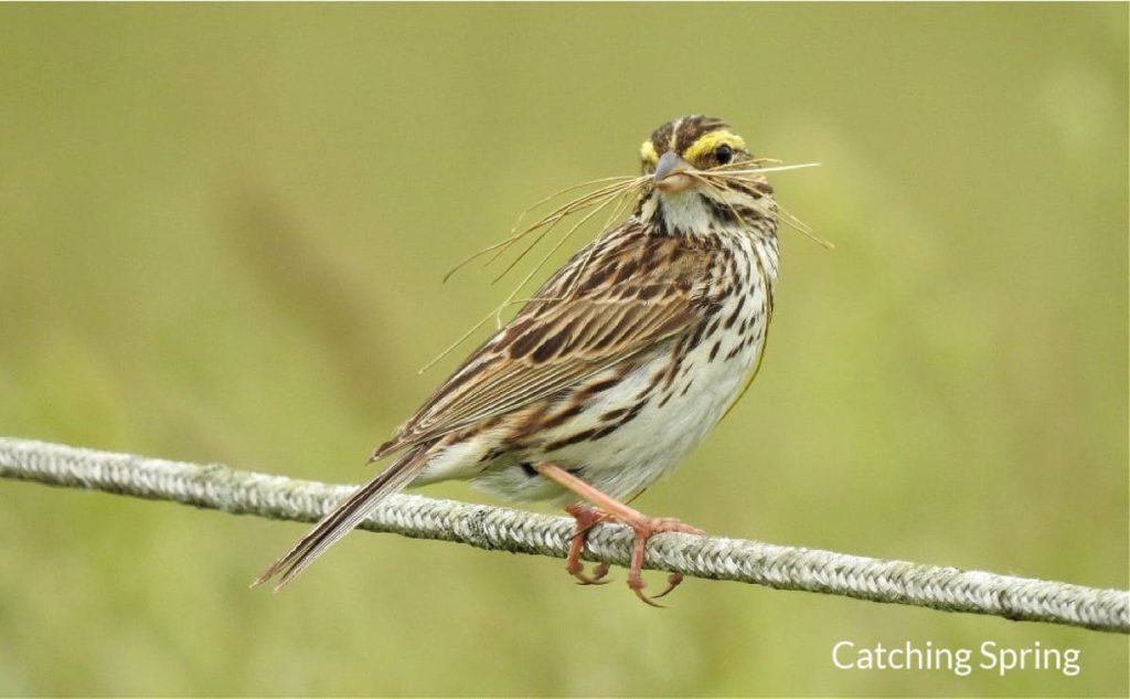Get to know these 15 beautiful native sparrows savannah sparrow
