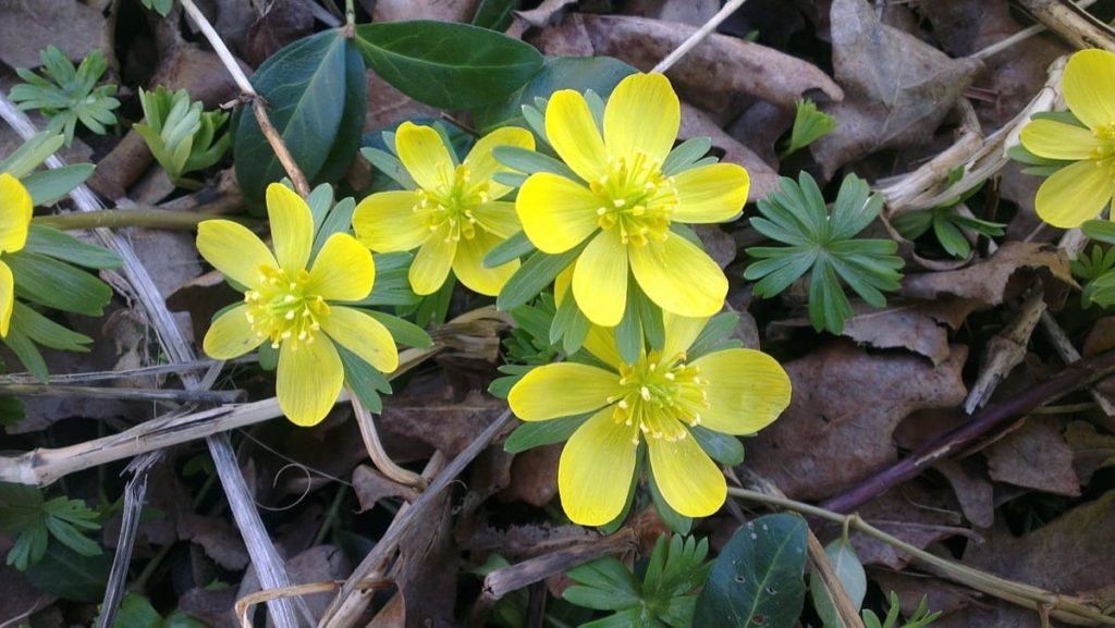 top 10 yellow perennials pollinators love winter aconite