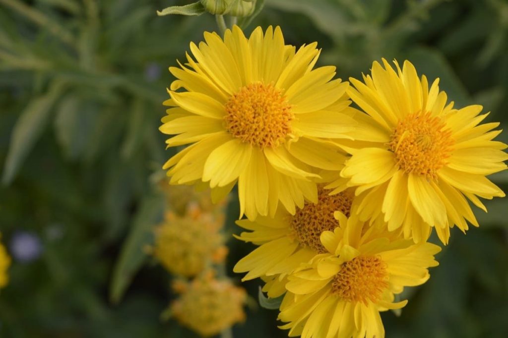 top 10 yellow perennials pollinators love blanket flower