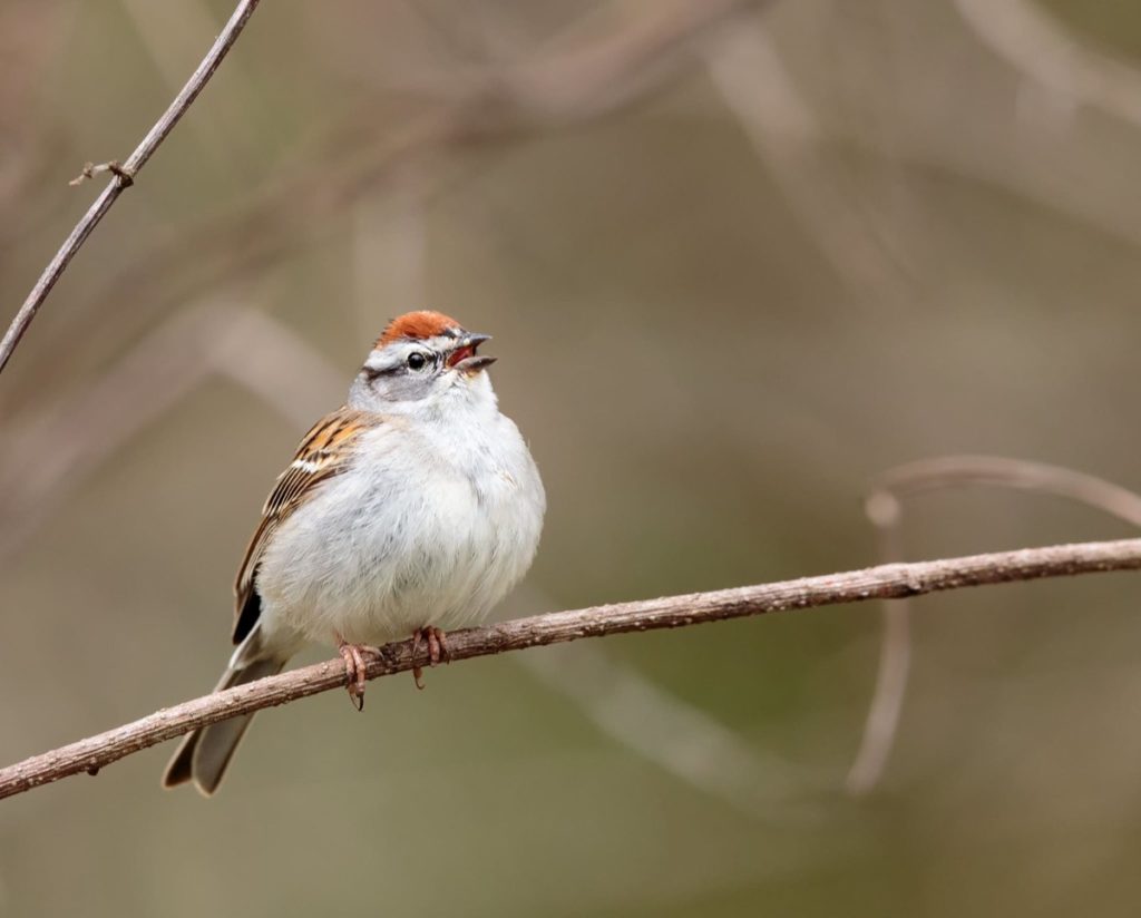 Get to know these 15 beautiful native sparrows chipping sparrow