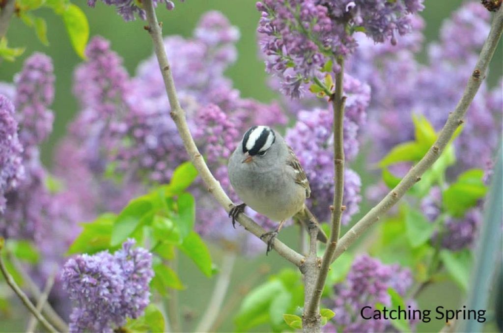 Get to know these 15 beautiful native sparrows white crowned sparrow