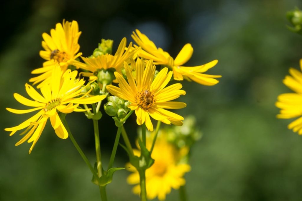 top 10 yellow perennials pollinators love cup plant