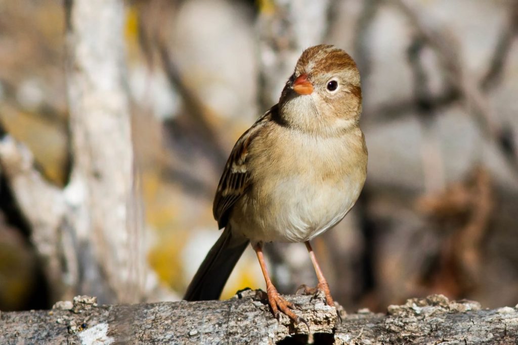 Get to know these 15 beautiful native sparrows field sparrow
