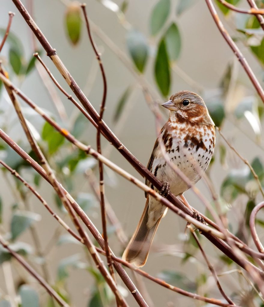Get to know these 15 beautiful native sparrows