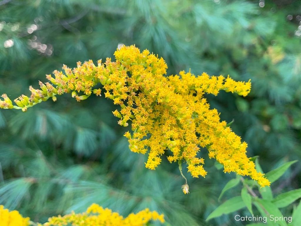 top 10 yellow perennials pollinators love yellow perennials