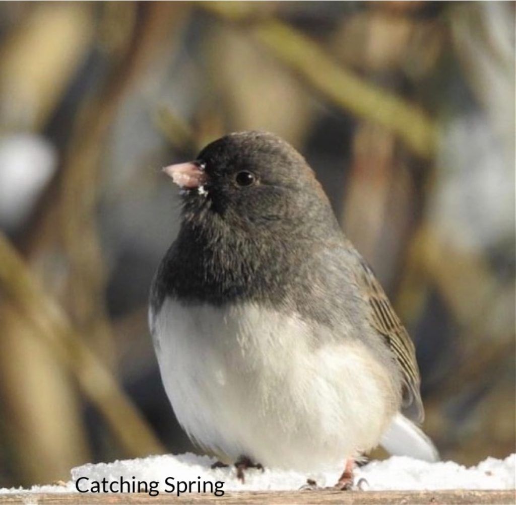 Get to know these 15 beautiful native sparrows junco