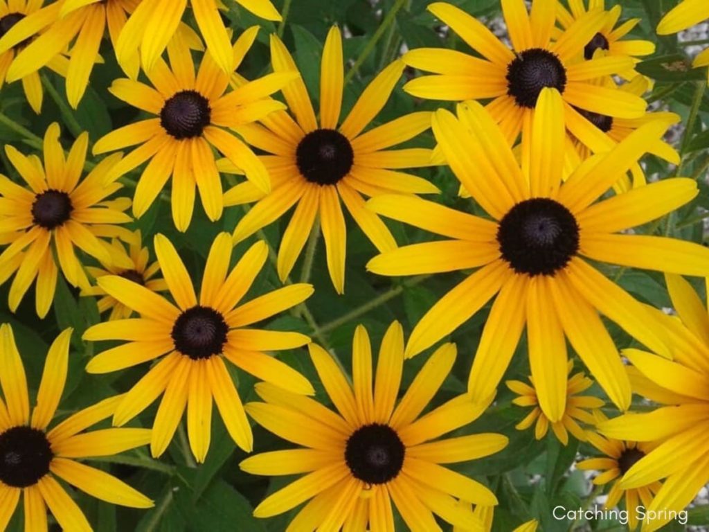 top 10 yellow perennials pollinators love rudbeckia