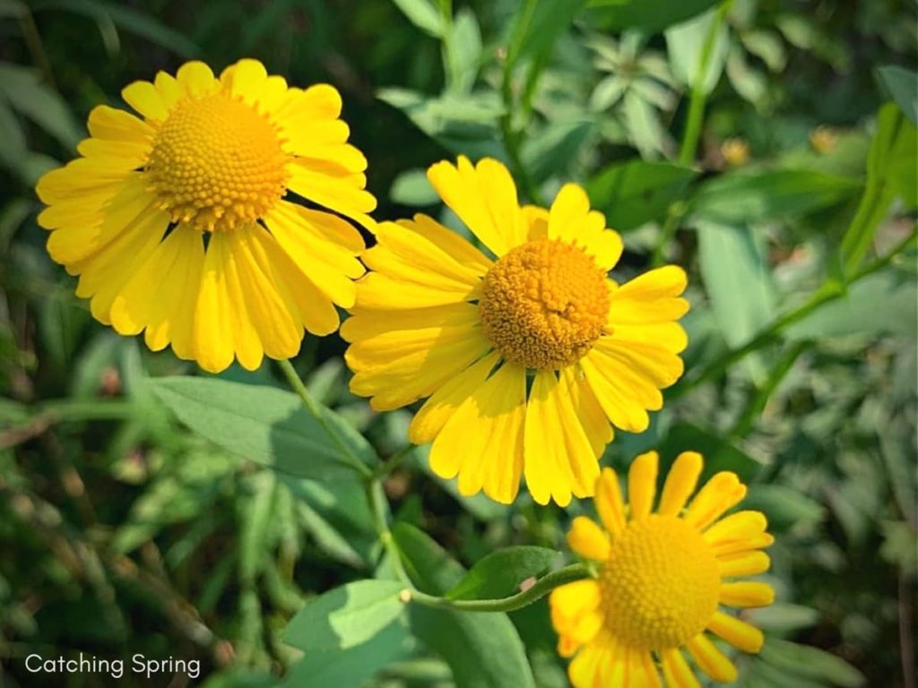 top 10 yellow perennials pollinators love sneezeweed
