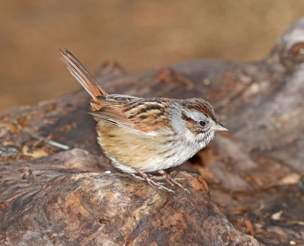 Get to know these 15 beautiful native sparrows swamp sparrow