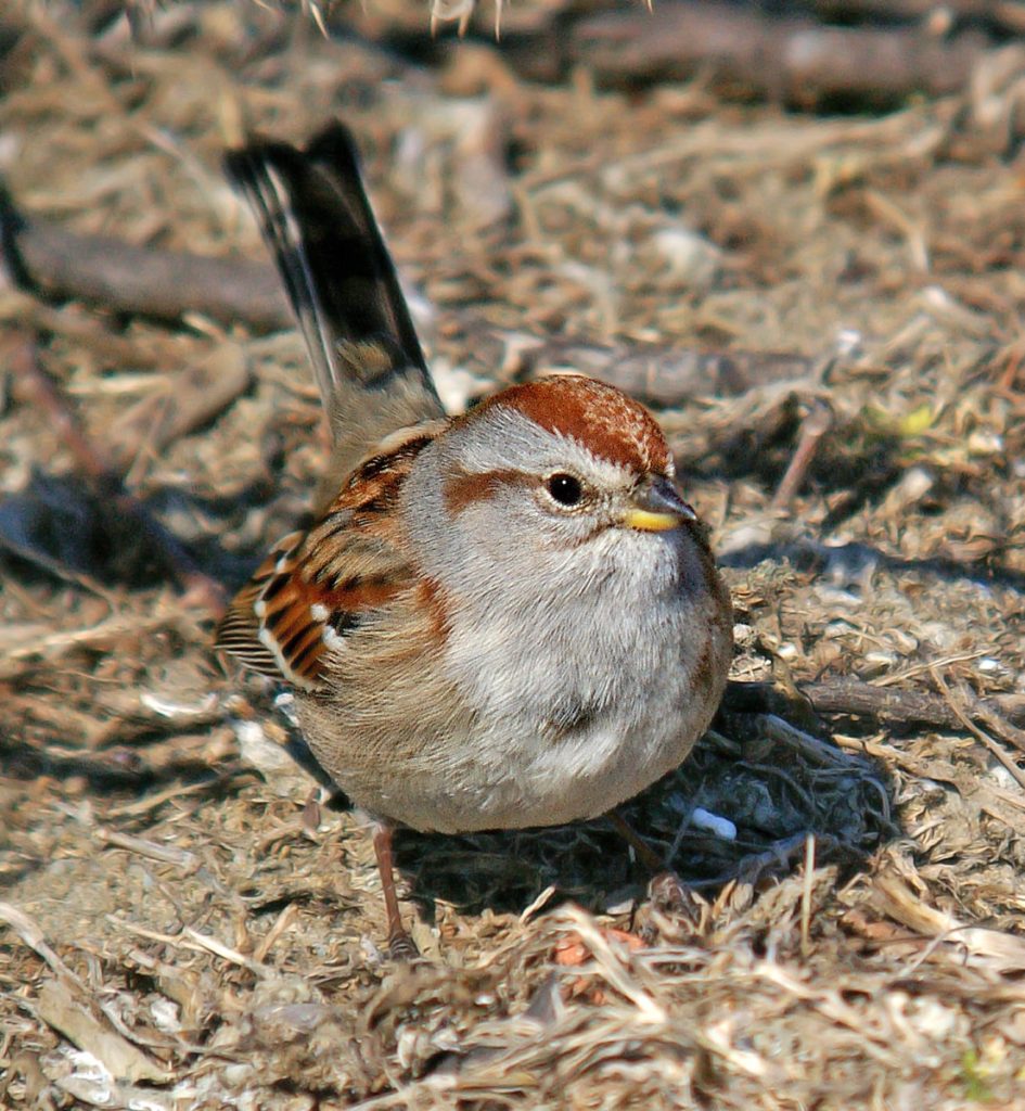 Get to know these 15 beautiful native sparrows American tree sparrow