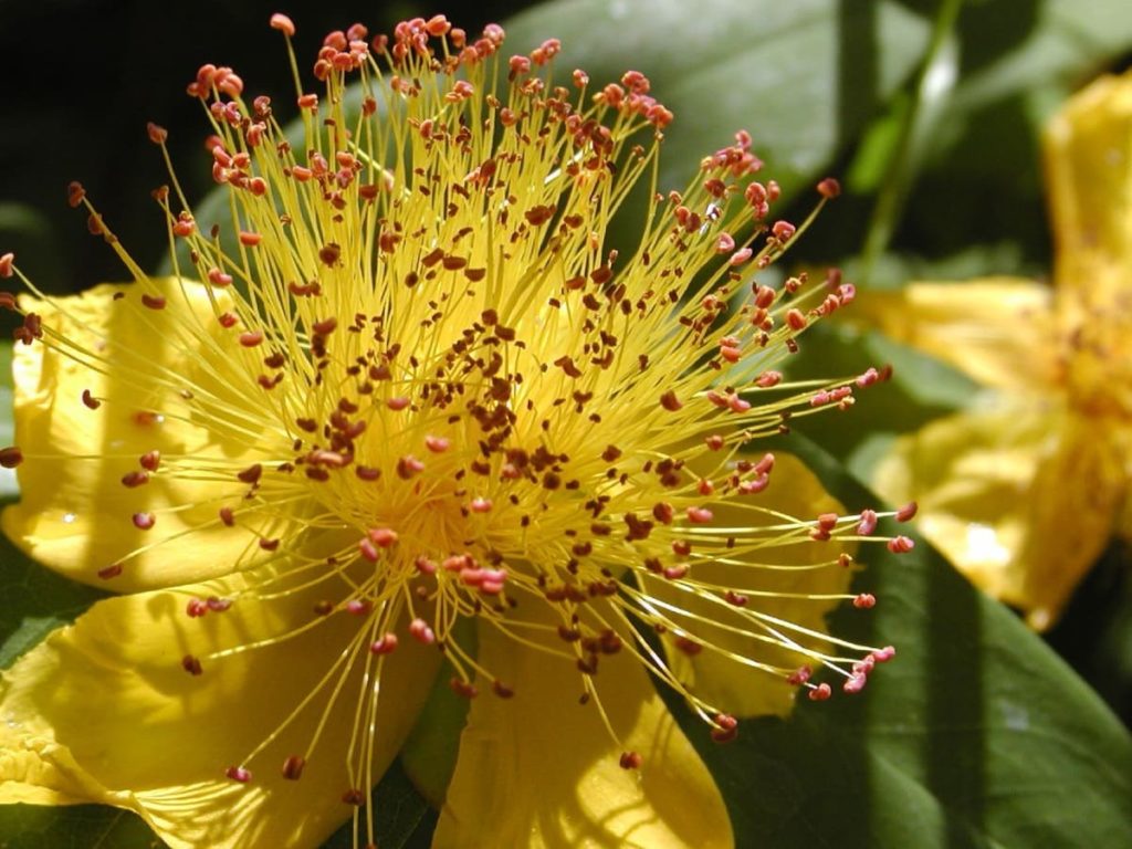top 10 yellow perennials pollinators love St. John's Wort