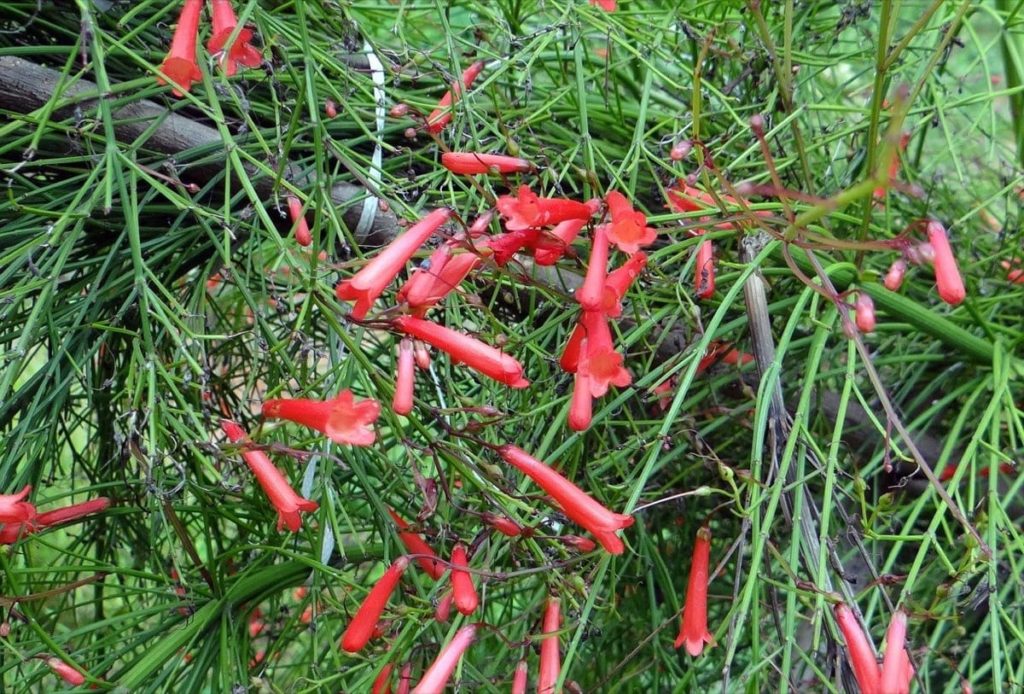 Firecracker Plant Care - 5 Steps to Beautiful Flowers! (Pollinators Love This!) firecracker plant care 101
