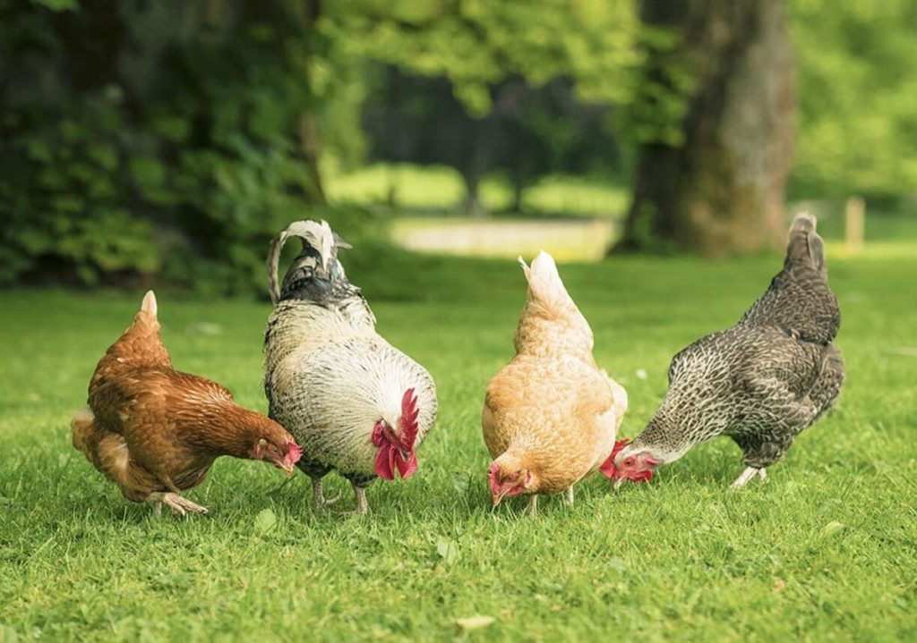 Protect Flowers From Chickens - 8 Proven Tips monitor your flock