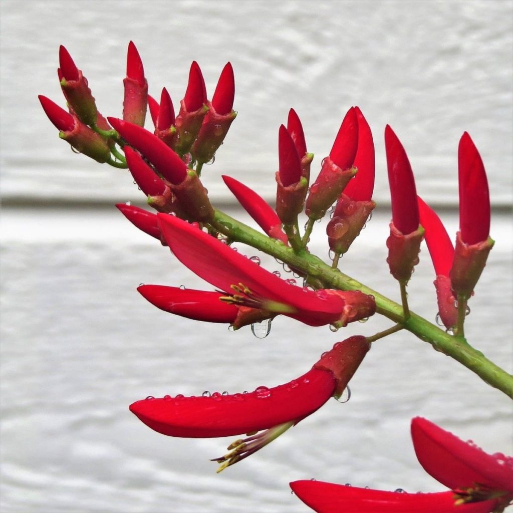 Firecracker Plant Care - 5 Steps to Beautiful Flowers! (Pollinators Love This!) how to transplant firecracker seedlings