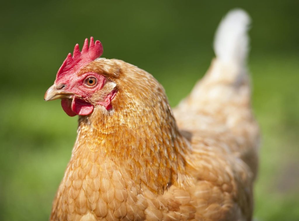 Protect Flowers From Chickens - 8 Proven Tips use spices or citrus?