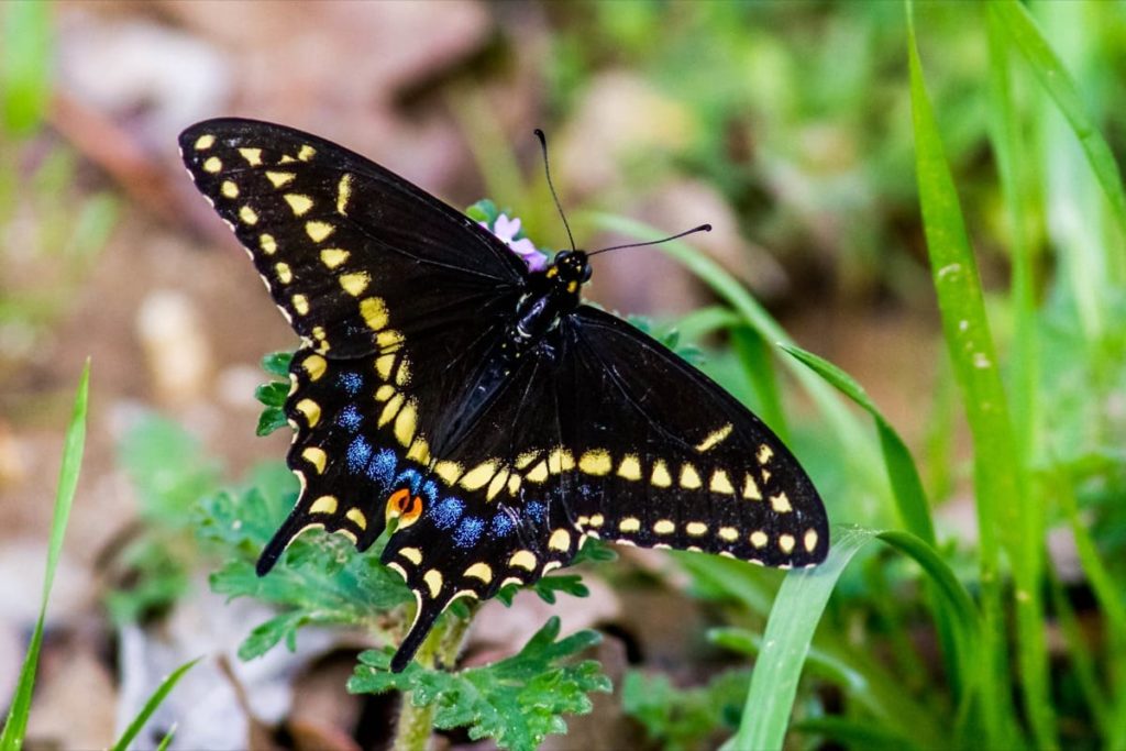 Swallowtail Host Plants - What to Feed 6 Popular Swallowtail Butterflies - Black Swallowtail