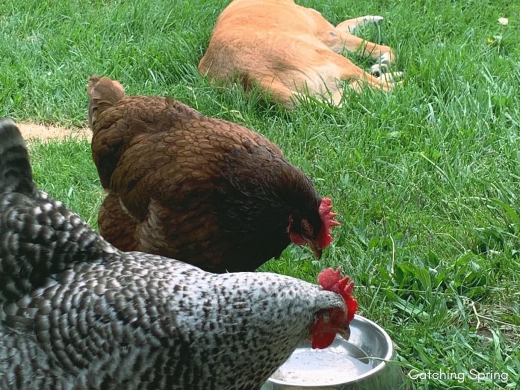 Protect Flowers From Chickens - 8 Proven Tips keep "goodies" away from flower gardens