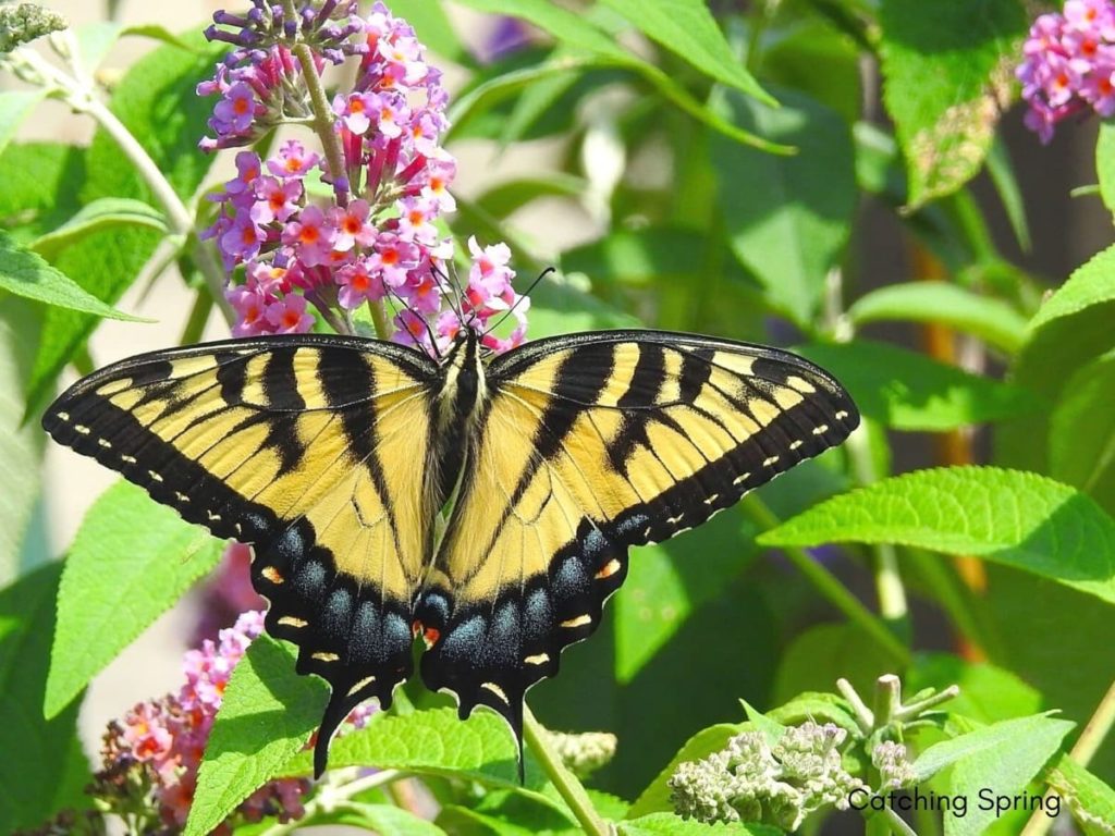 Swallowtail Host Plants - What to Feed 6 Popular Swallowtail Butterflies - Tiger Swallowtail