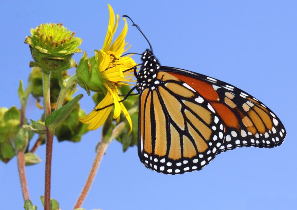 (Over) 60 Host Plants for Attracting Beautiful Butterflies to Your Yard! - monarchs