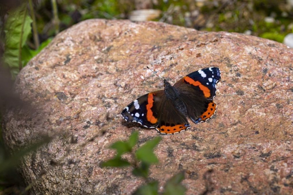 (Over) 60 Host Plants for Attracting Beautiful Butterflies to Your Yard! - Red Admiral