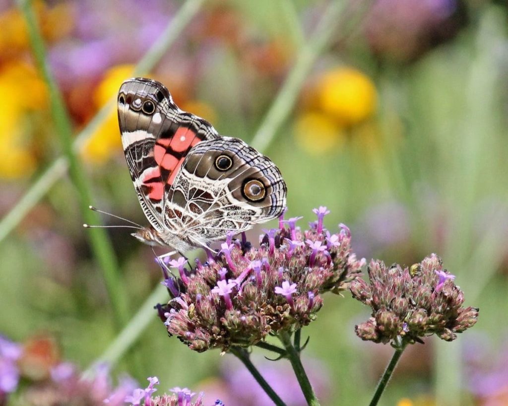 (Over) 60 Host Plants for Attracting Beautiful Butterflies to Your Yard! - American Lady