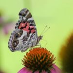 butterfly-host-plants