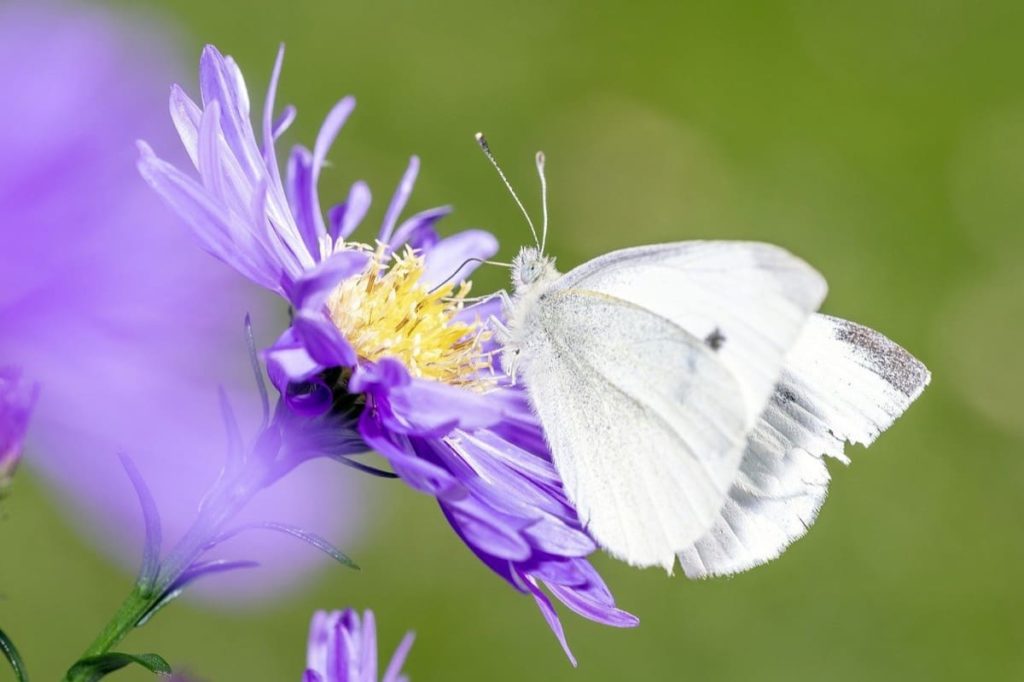 (Over) 60 Host Plants for Attracting Beautiful Butterflies to Your Yard! - Cabbage White