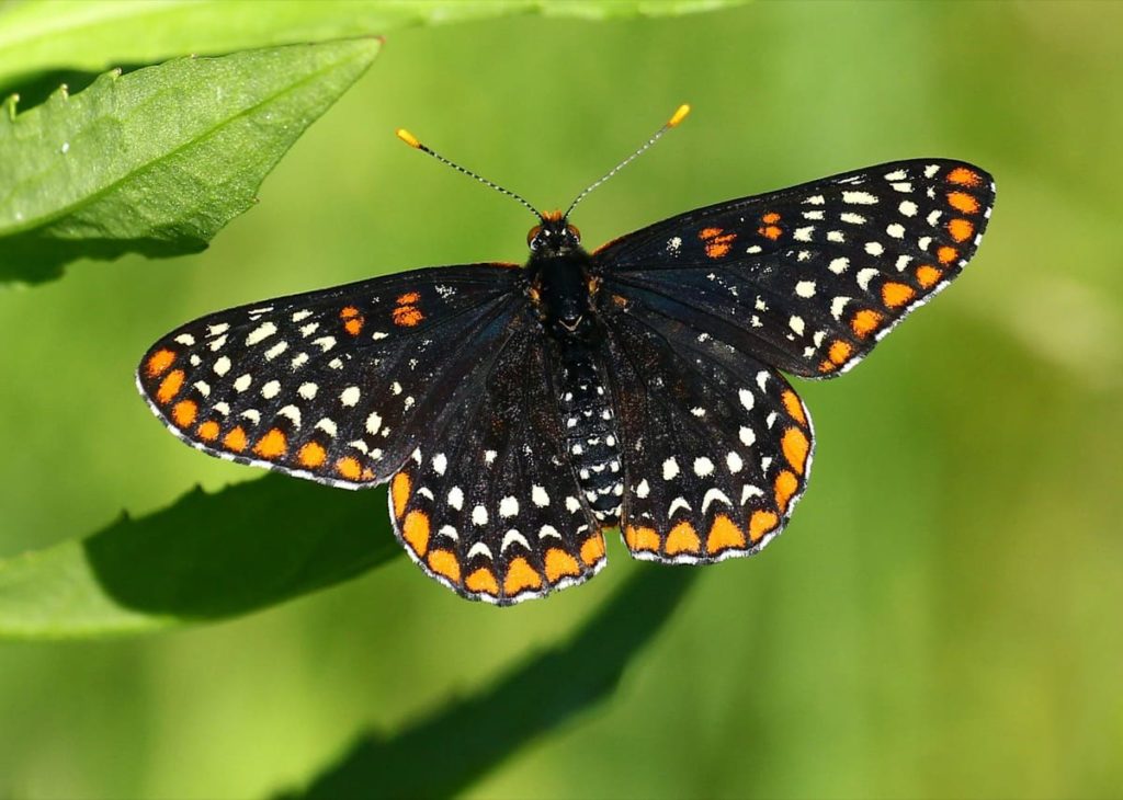 (Over) 60 Host Plants for Attracting Beautiful Butterflies to Your Yard! -Baltimore checkerspot butterfly 