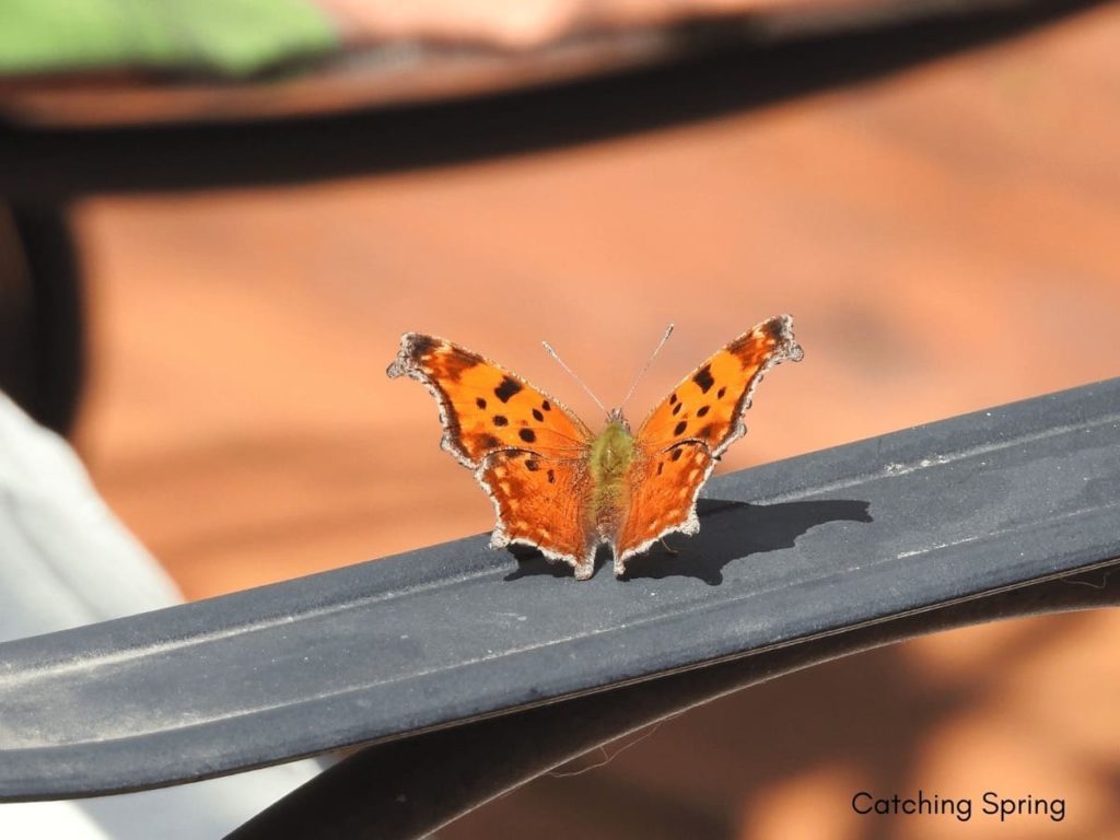 (Over) 60 Host Plants for Attracting Beautiful Butterflies to Your Yard! - Eastern Comma