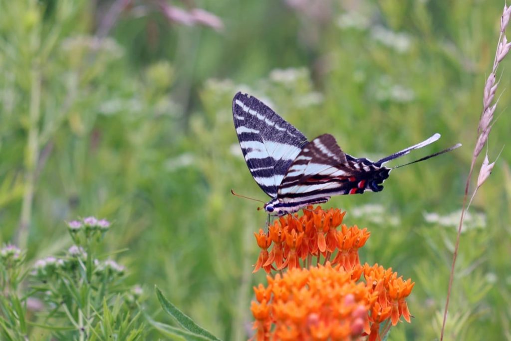 Swallowtail Host Plants - What to Feed 6 Popular Swallowtail Butterflies - food for butterflies