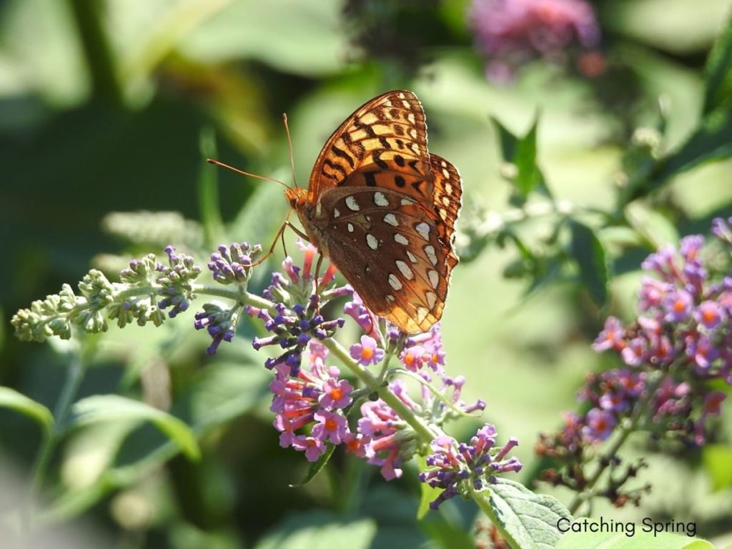 (Over) 60 Host Plants for Attracting Beautiful Butterflies to Your Yard! - Great-spangled Fritillary
