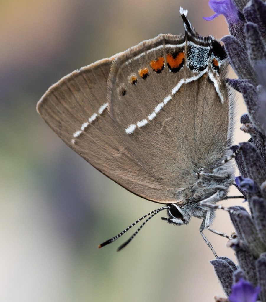 (Over) 60 Host Plants for Attracting Beautiful Butterflies to Your Yard! - Hairstreaks