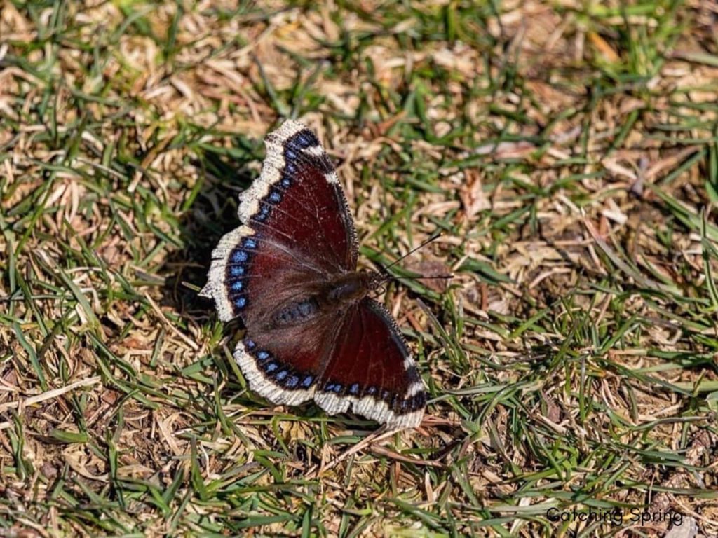 (Over) 60 Host Plants for Attracting Beautiful Butterflies to Your Yard! - Mourning Cloak