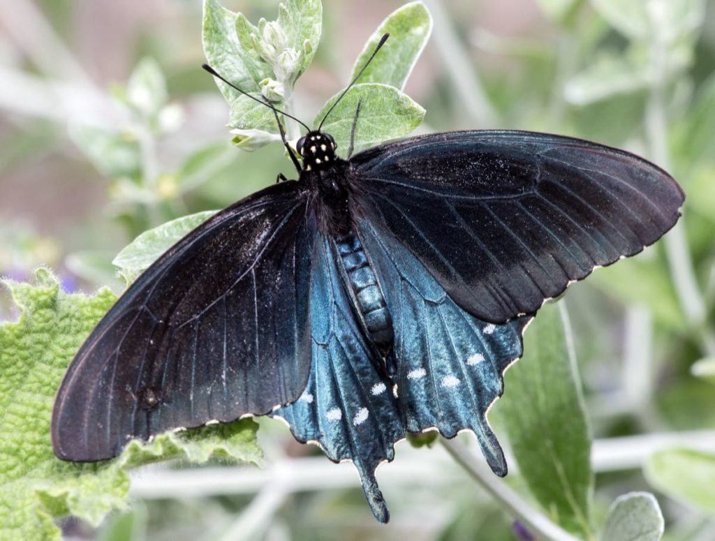 Swallowtail Host Plants - What to Feed 6 Popular Swallowtail Butterflies - Pipevine swallowtail