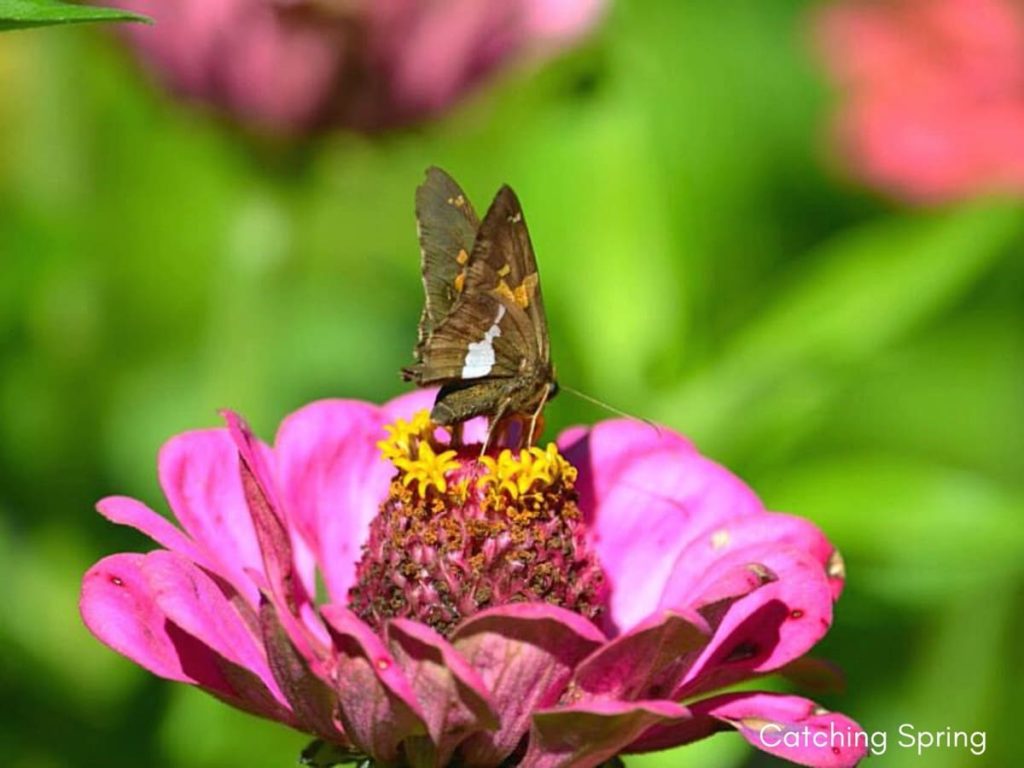 (Over) 60 Host Plants for Attracting Beautiful Butterflies to Your Yard! - Silver-spotted Skipper