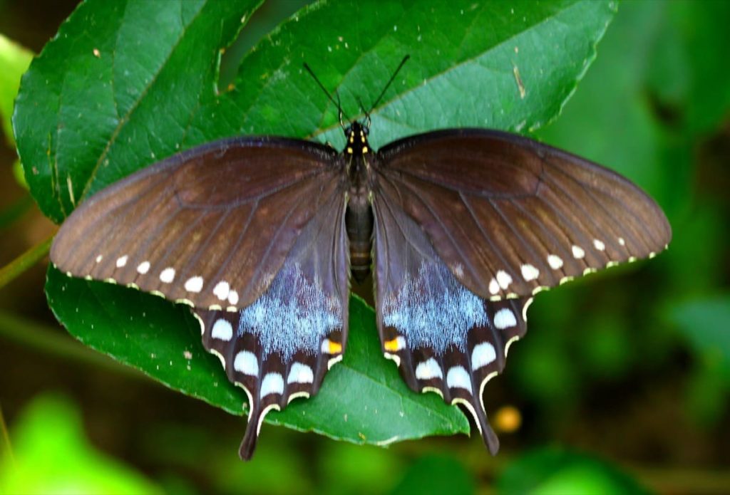 Swallowtail Host Plants - What to Feed 6 Popular Swallowtail Butterflies - Spicebush Swallowtail