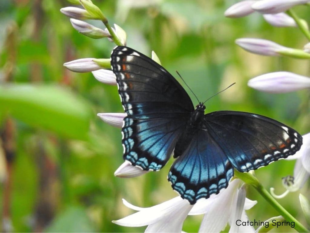 (Over) 60 Host Plants for Attracting Beautiful Butterflies to Your Yard! - Red-spotted Purple