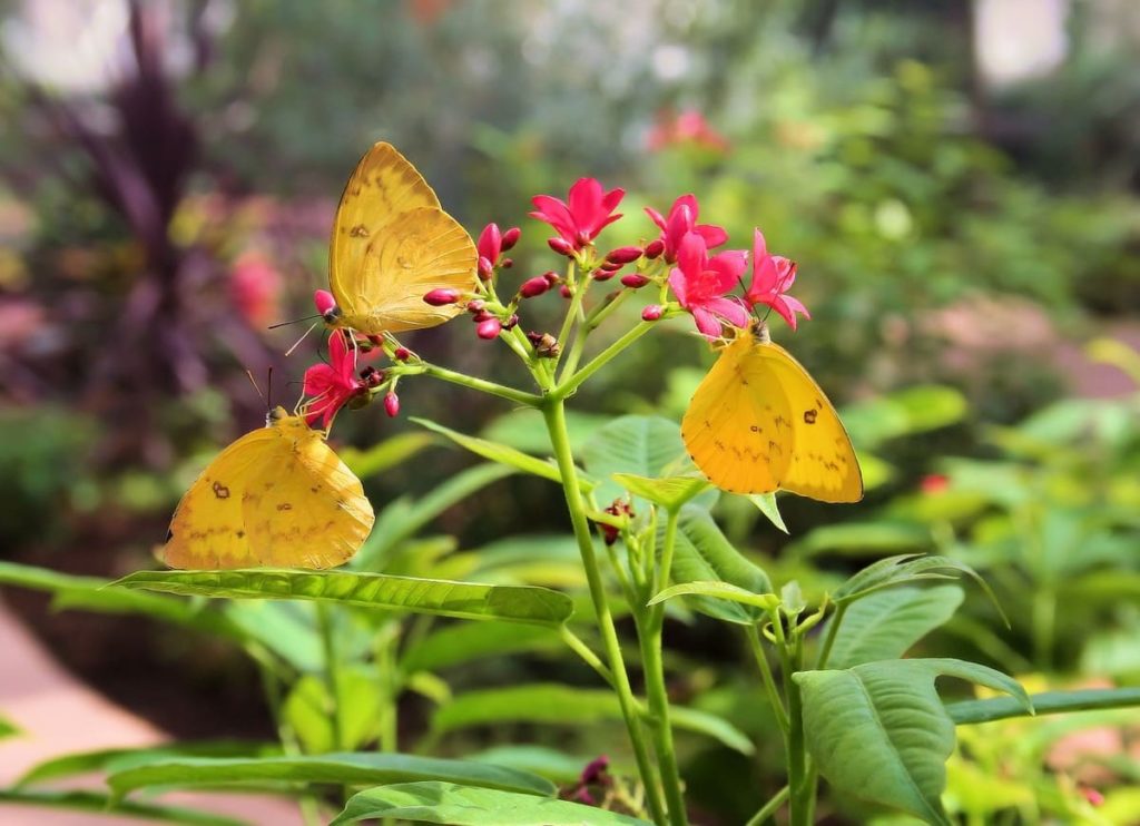 (Over) 60 Host Plants for Attracting Beautiful Butterflies to Your Yard! - sulphur butterflies