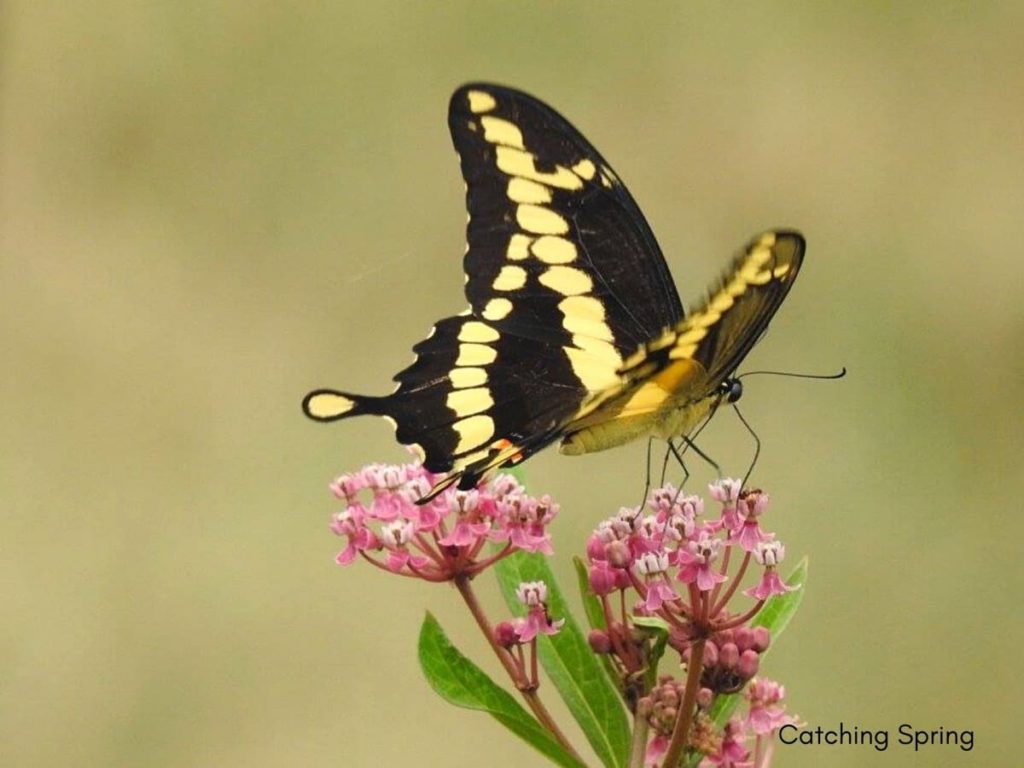 (Over) 60 Host Plants for Attracting Beautiful Butterflies to Your Yard! - Swallowtails