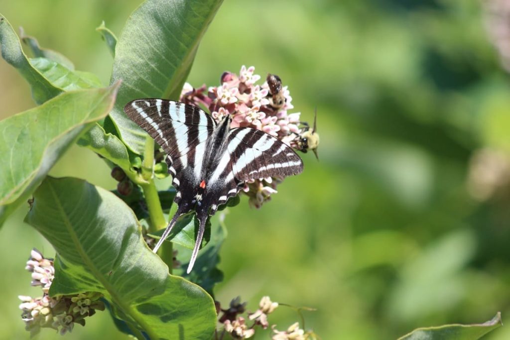 Swallowtail Host Plants - What to Feed 6 Popular Swallowtail Butterflies - Zebra swallowtail