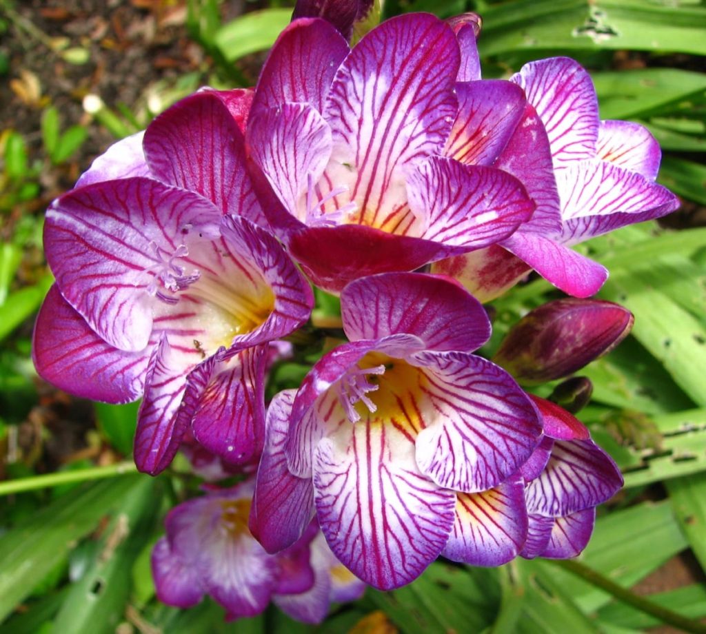 14 best smelling plants for your yard - freesia