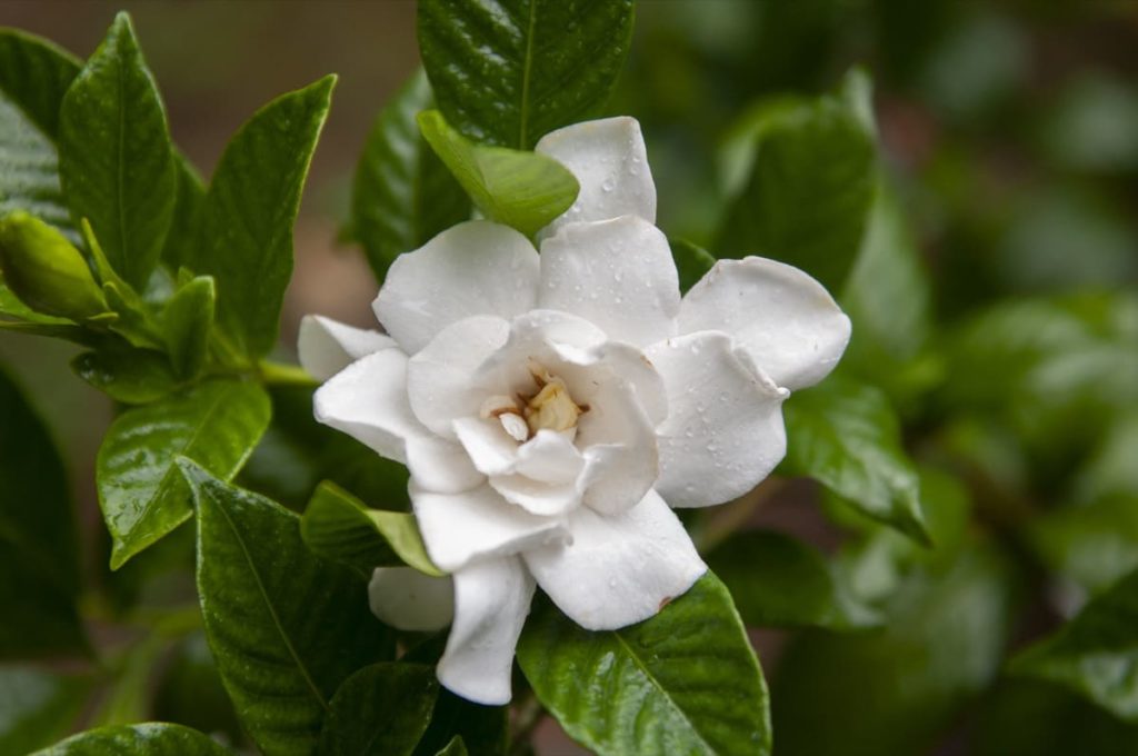 14 best smelling plants for your yard - gardenia
