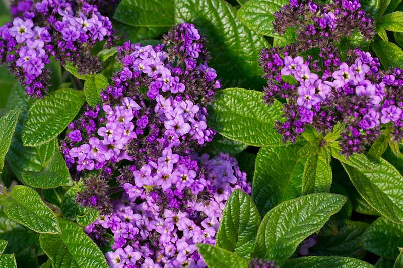 14 best smelling plants for your yard - heliotrope