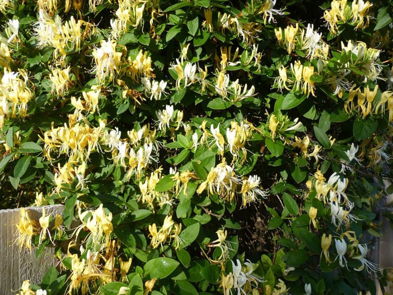 14 best smelling plants for your yard - yellow honeysuckle