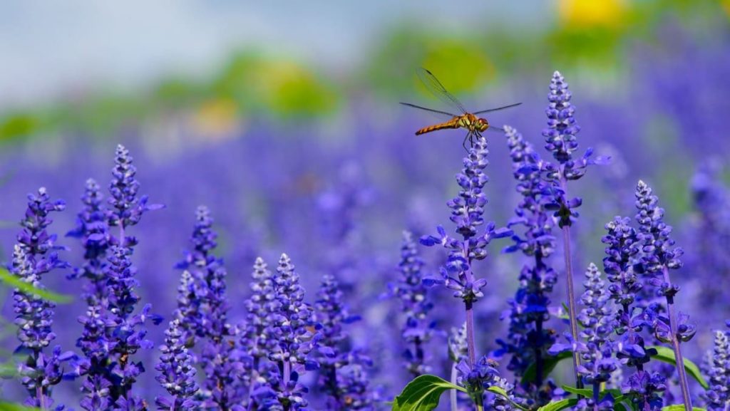 14 best smelling plants for your yard - lavender