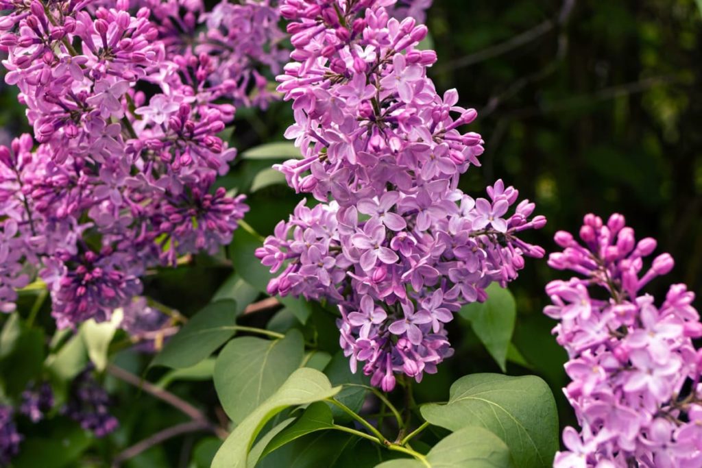 14 best smelling plants for your yard - lilac bush