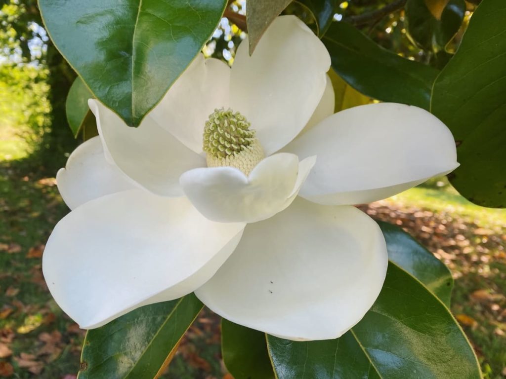14 best smelling plants for your yard - magnolia