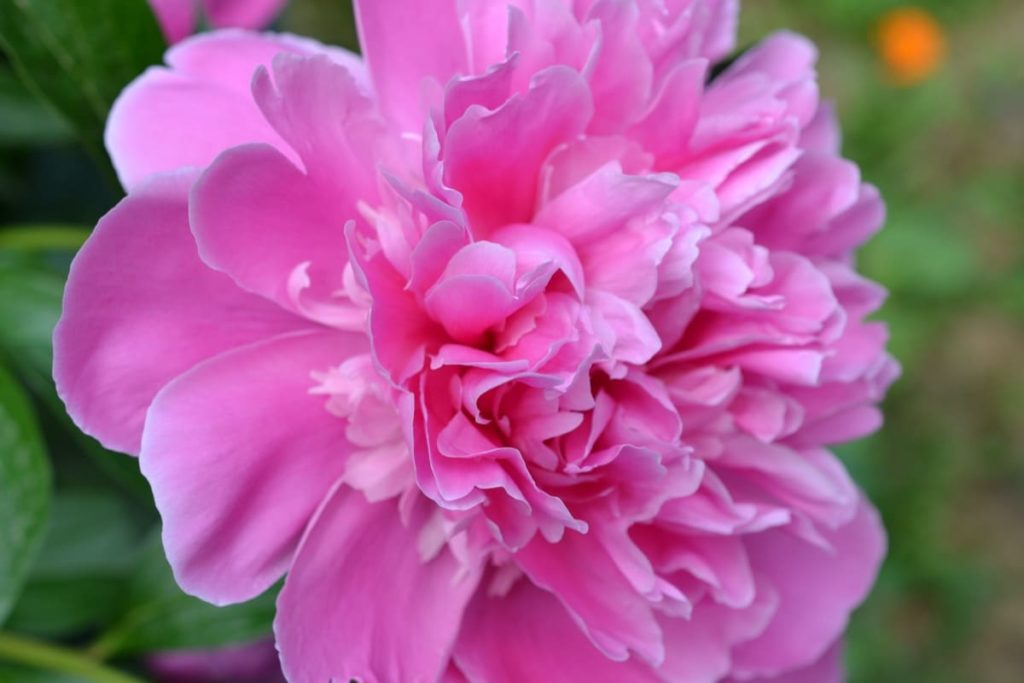 14 best smelling plants for your yard - Peony