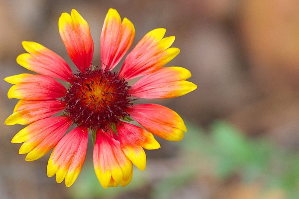 14 best seeds for fall sowing - blanket flower