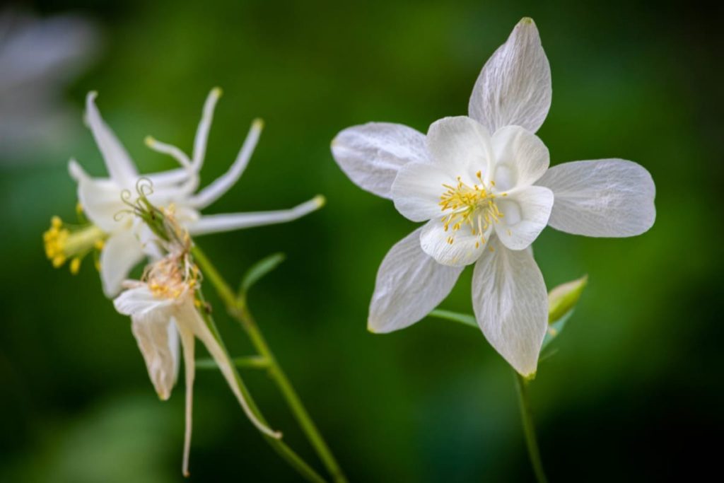 14 Best Seeds for Fall Sowing - columbine